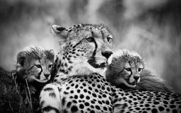 чёрно-белое, мама, гепарды, детеныши