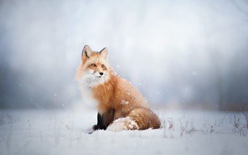 снег, зима, лиса, лисица, животное
