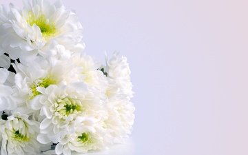 цветы, букет, белые, хризантемы, белые цветы