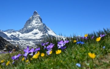 небо, цветы, горы, снег, природа, швейцария, альпы