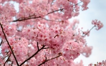 цветы, природа, дерево, цветение, лепестки, весна, сакура