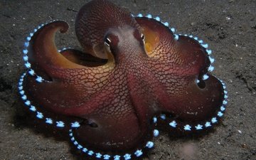 осьминог, щупальца, подводный мир
