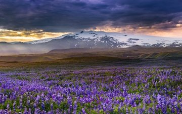 цветы, горы, луг, исландия, люпины, rangarvallasysla