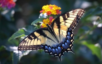 макро, насекомое, цветок, бабочка, крылья