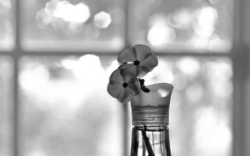 цветы, лепестки, чёрно-белое, окно, ваза, monochrome bokeh