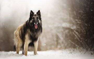 снег, природа, взгляд, собака, друг, овчарка, dackelpuppy, eyko