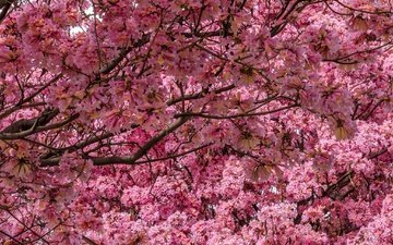дерево, цветение, сад, весна, сакура