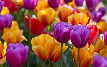 цветы, бутоны, разноцветные, тюльпаны