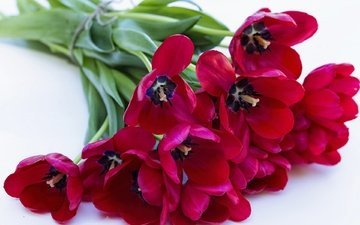 цветы, лепестки, красные, букет, тюльпаны