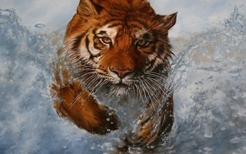 тигр, вода, животные, взгляд, брызги, хищник, дикая кошка