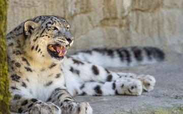 природа, кошка, профиль, камень, отдых, снежный барс, ирбис, ©tambako the jaguar