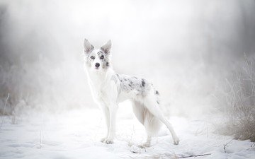 снег, природа, зима, собака, австралийская овчарка, alicja zmysłowska