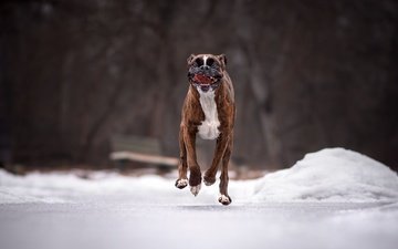 дорога, снег, зима, собака, язык, бег, боксер