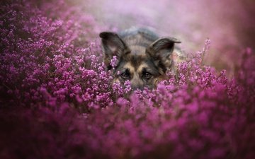 морда, цветы, взгляд, собака, немецкая овчарка