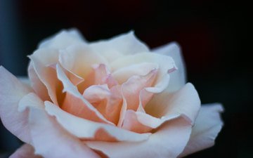 макро, цветок, роза, angelika levshakova