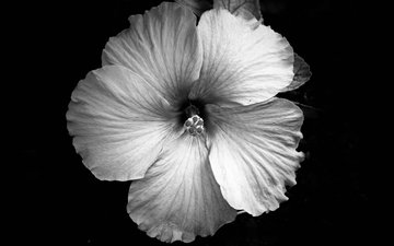 цветок, лепестки, чёрно-белое, jeremy bishop