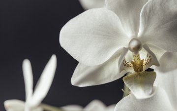 цветы, макро, лепестки, белые, орхидеи