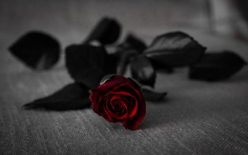 цветок, роза, lalesh aldarwish