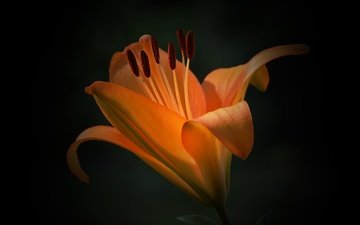 макро, фон, цветок, лепестки, лилия, оранжевый, черный фон, кувшинка, orange flower