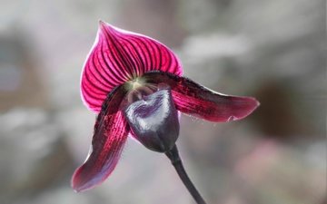 макро, цветок, лепестки, орхидея
