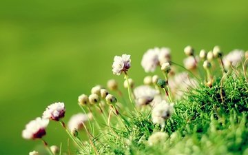 цветы, трава, природа, фон, маргаритка