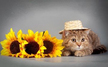 глаза, цветы, кот, кошка, взгляд, подсолнух, шляпка