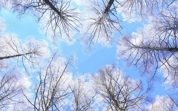 небо, деревья, япония, нагано