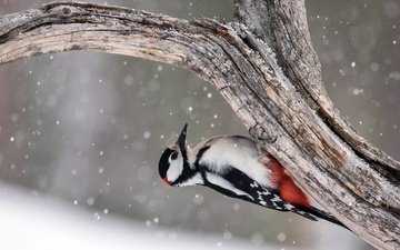 дерево, птица, дятел, great spotted woodpecker