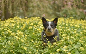 цветы, мордочка, взгляд, собака, весна, друг, австралийская пастушья