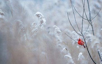 снег, зима, птица, кардинал, ray hennessy