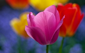 цветы, природа, лепестки, сад, весна, тюльпаны, ричард флетчер