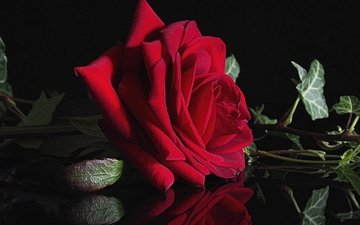 макро, отражение, цветок, роза, красная, черный фон, плющ