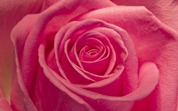 макро, цветок, роза, лепестки, бутон, розовая