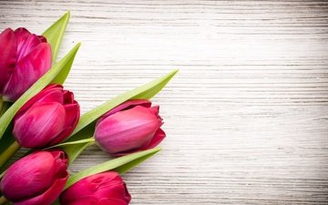 цветы, букет, тюльпаны, розовые