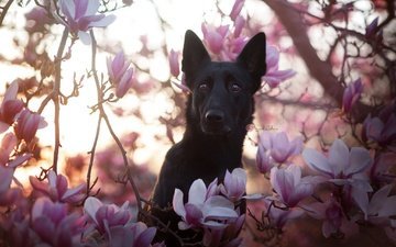 цветы, природа, собака, друг, черная, немецкая овчарка, магнолия