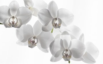 белый фон, орхидея, белая орхидея