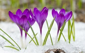 цветы, снег, фиолетовые, крокусы