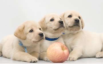 яблоко, щенки, лабрадор, собаки, трио, ретривер
