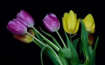 цветы, бутоны, разноцветные, весна, тюльпаны