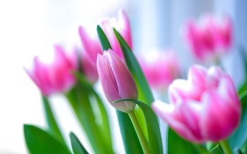 цветение, бутоны, лепестки, весна, тюльпаны, розовые