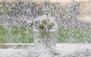 цветы, дождь, ромашки, букет, стакан