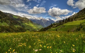 цветы, горы, швейцария, луг, весна, долина, альпы, перевал оберальп, трун, граубюнден, долина сурсельва