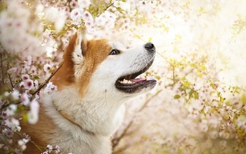 цветы, собака, весна, ame, сиба-ину, dackelpuppy
