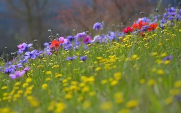 цветы, трава, лето, луг, полевые цветы