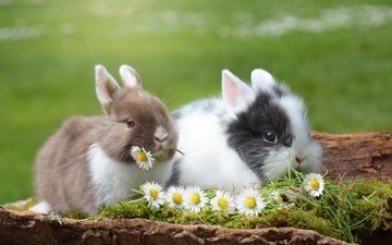 цветы, трава, природа, животные, ромашки, кролик, кролики