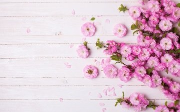 цветы, ветка, лепестки, розовые, цветы фиолетовые лепестки