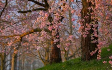 деревья, цветение, ветки, весна, сакура