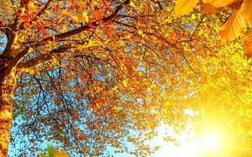 небо, деревья, солнце, листья, ветки, осень