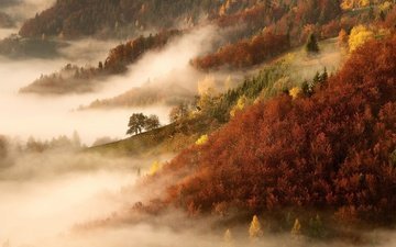 деревья, горы, природа, лес, утро, туман, осень