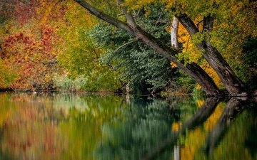 деревья, река, природа, листья, отражение, осень
